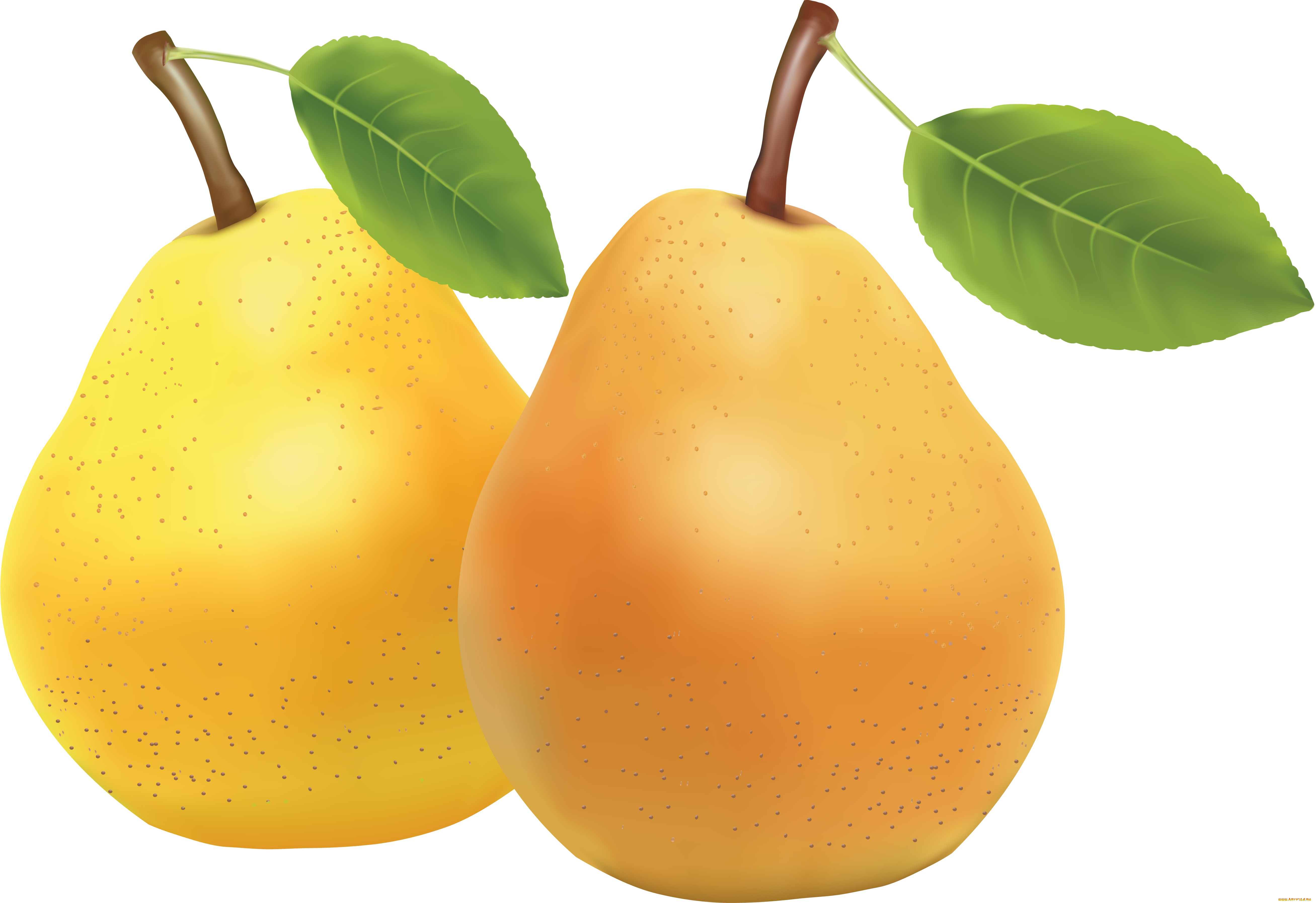 Pear. Груша. Груша фрукт. Груша на белом фоне. Груша для детей.